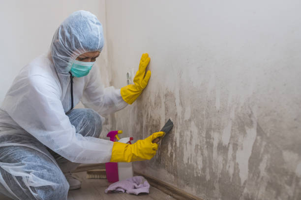 Mold Removal and Inspection in Linglestown, PA