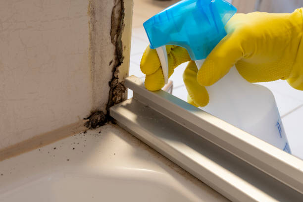 Best Mold Damage Repair  in Linglestown, PA