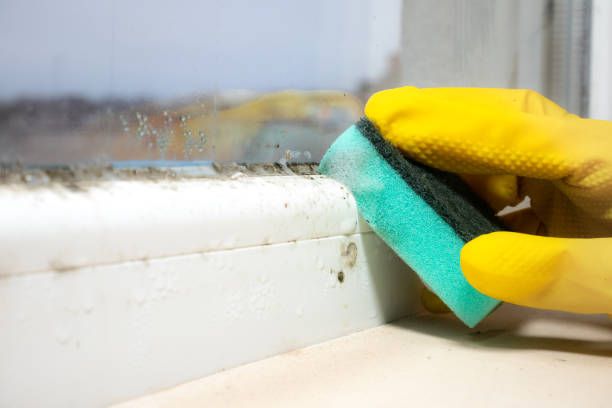Best Same-Day Mold Removal  in Linglestown, PA