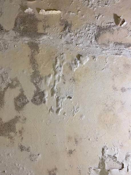 Best Mold Remediation Experts  in Linglestown, PA