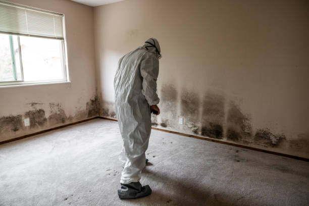 Best Certified Mold Removal  in Linglestown, PA