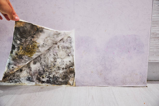 Best Mold Testing  in Linglestown, PA